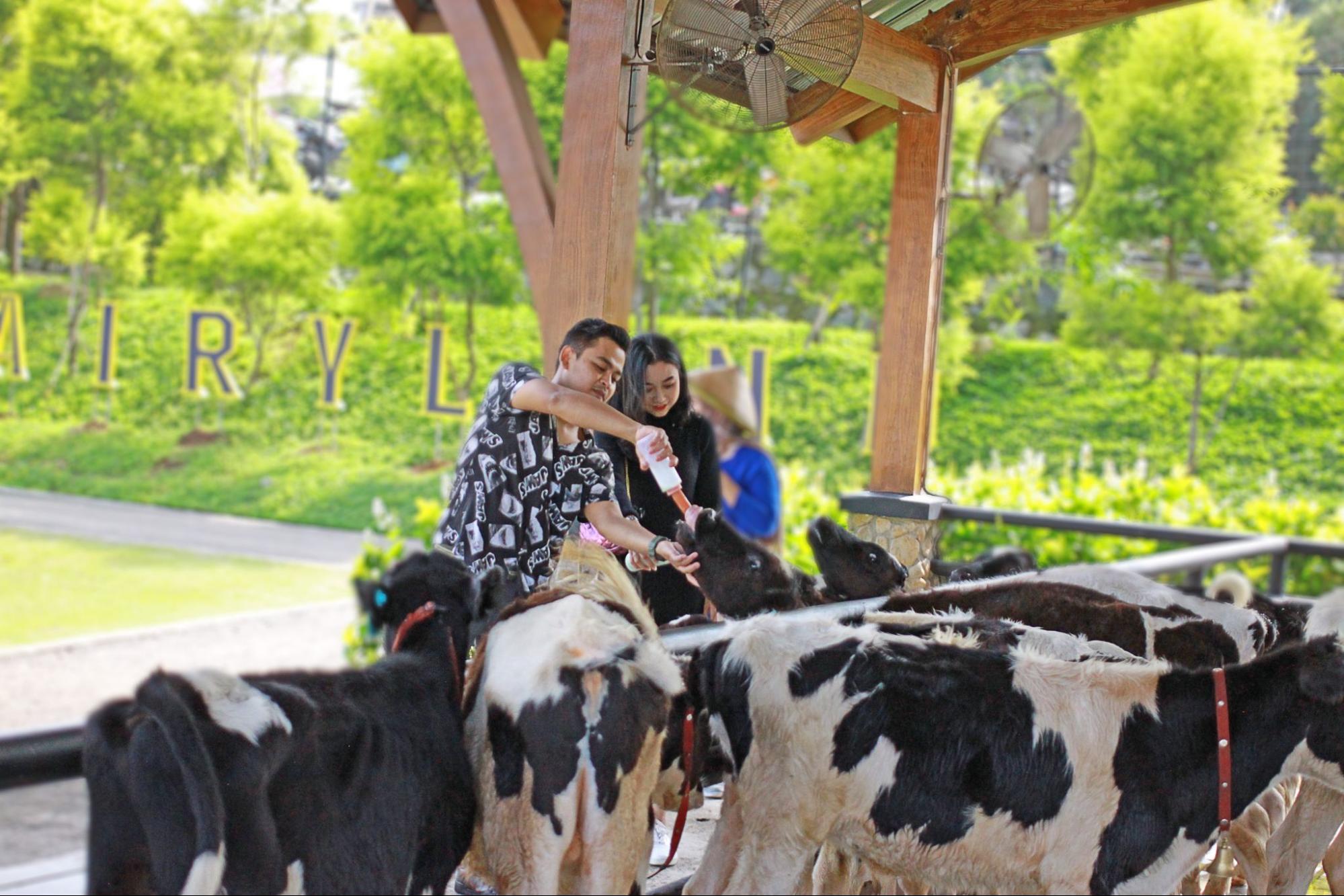 Milk Feeding