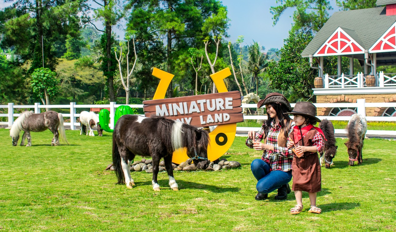 Miniature Pony Land