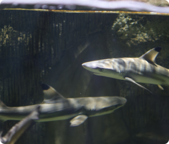 Monster Aquarium