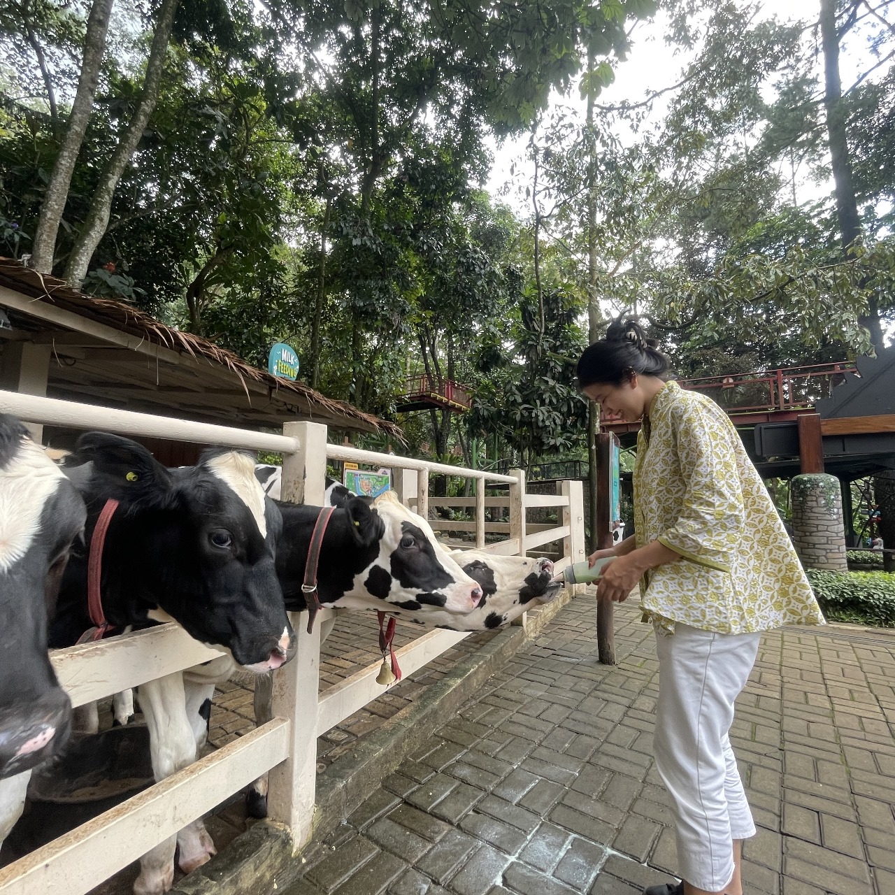 Harga Tiket Dairyland Riverside Terbaru 2024 Lengkap Dengan Wahana