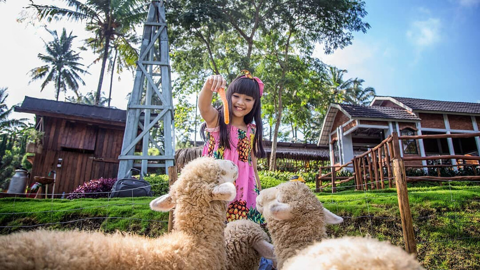 Serunya Bermain Di Taman Wisata Animal Petting Zoo: Dairyland On The Valley