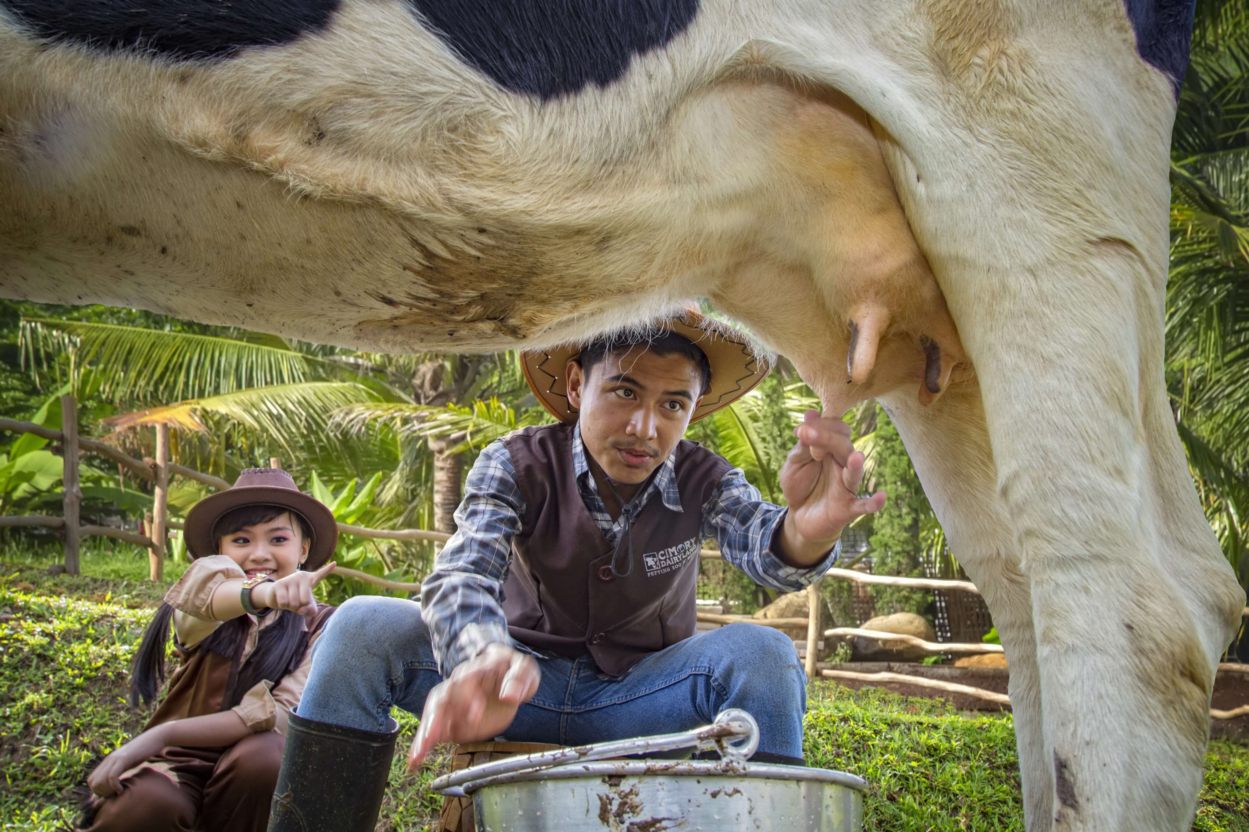 cimory-cowmilking-tipn6hxl.jpeg