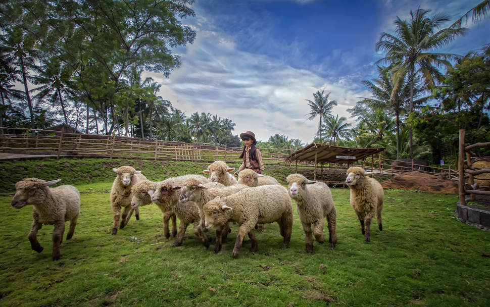 Promo Tiket Dairyland On The Valley Bawen: Sensasi Liburan Seru