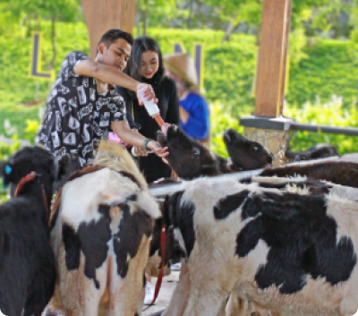 🐃 FUN FACT! KERBAU SUKA BERKUBANG SETIAP 1 - 2 JAM SETIAP KALINYA LOH!!!
